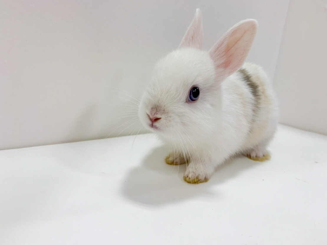 ミニうさぎ - K9ZOO