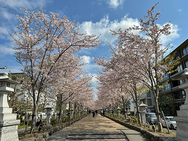鎌倉Today | 定点観測〜段葛編（2023年）