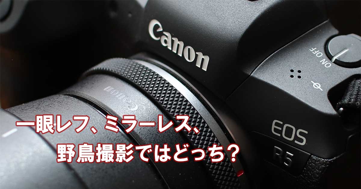 一眼レフ、ミラーレス、キヤノン、EOS 7D MarkII、EOS R5 | Kamebass