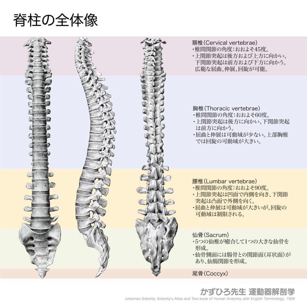 指圧師に役立つ解剖学「脊柱」 | 神奈川県指圧師会