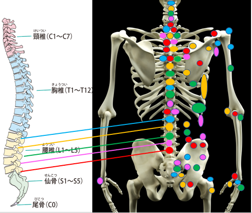 慢性腰痛 – 慢性症状改善の出張整体｜かなで出張整体｜葛飾区から都内