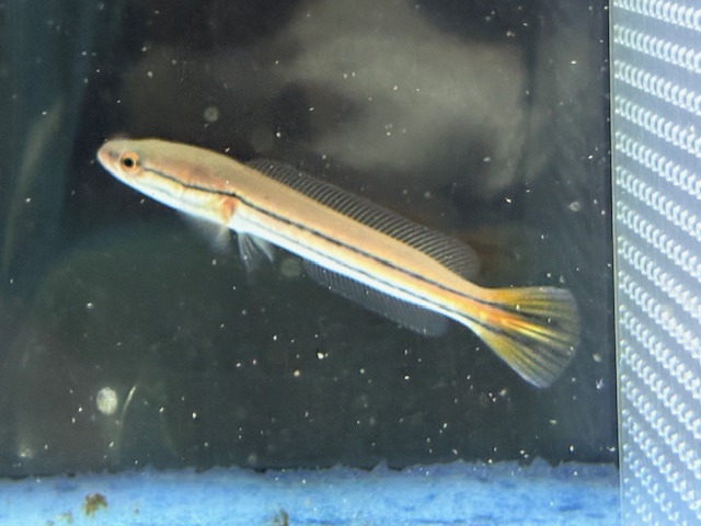 スネークヘッド | 入荷情報 | かねだい伊勢原店