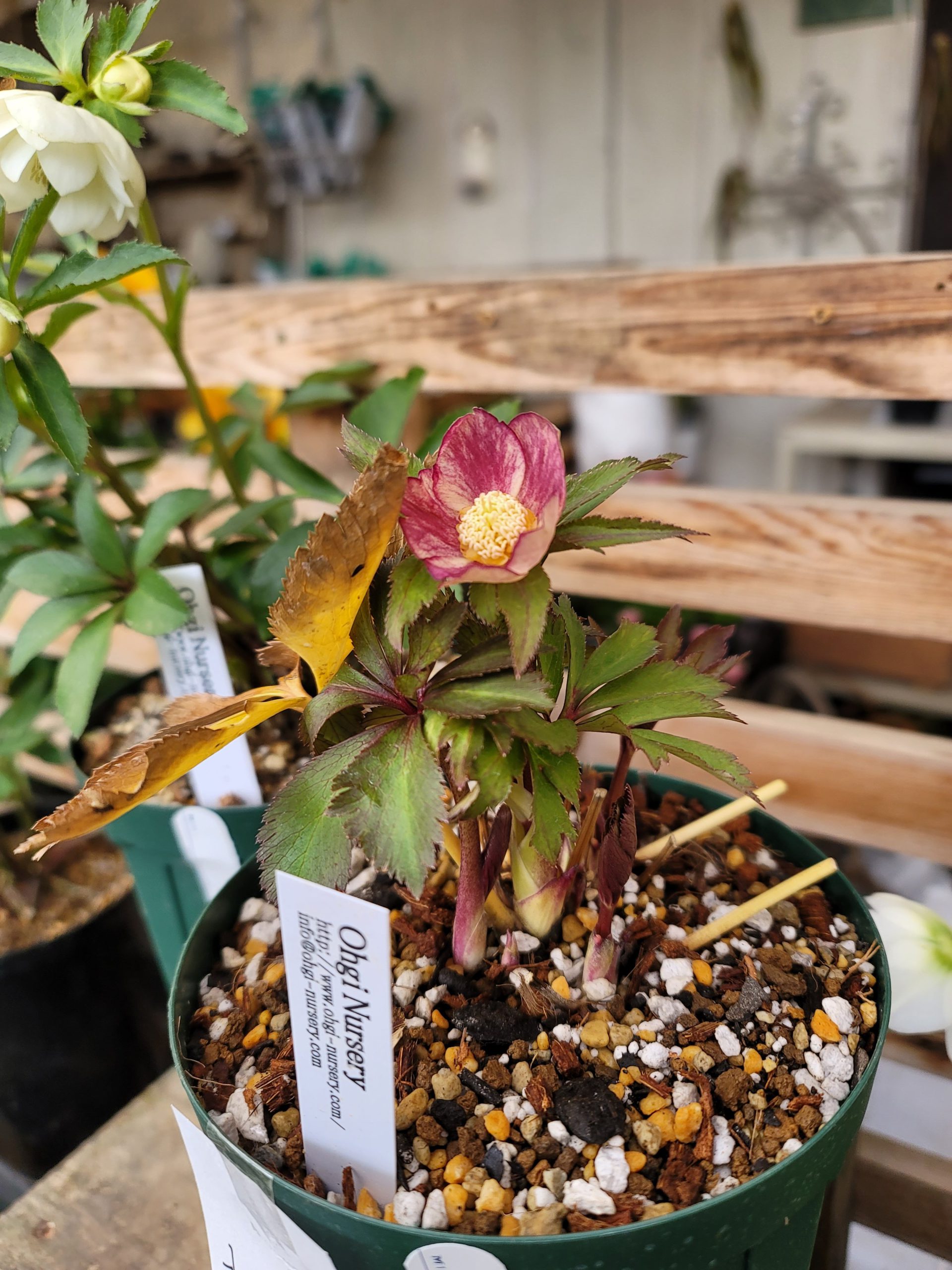 クリスマスローズ 小苗 DD蜃気楼×SD蜃気楼 クリスマスローズ 小苗 DD