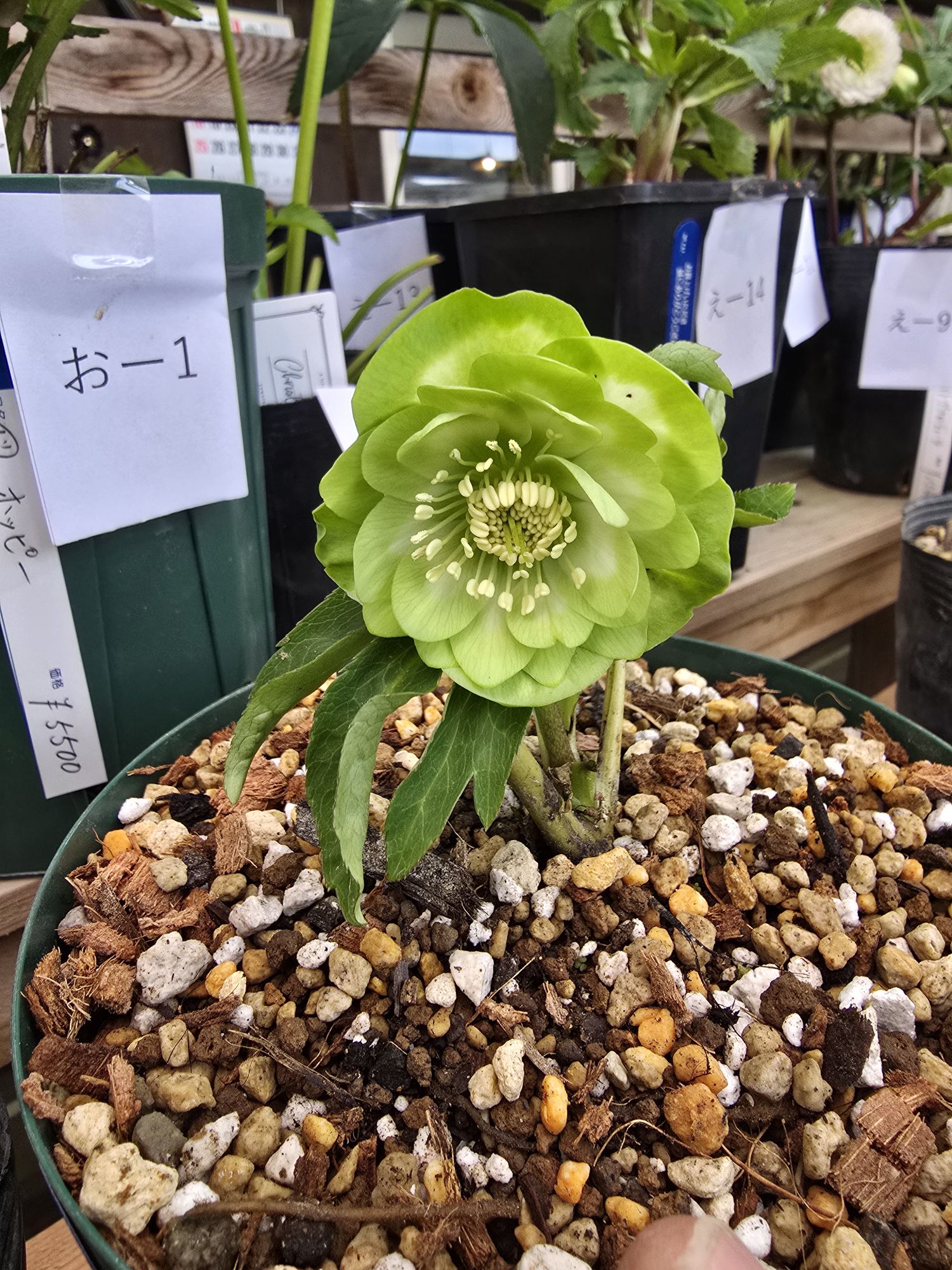 2026年1月4日クリスマスローズ花通販お-1〜お-10 | Kanekyu金久は