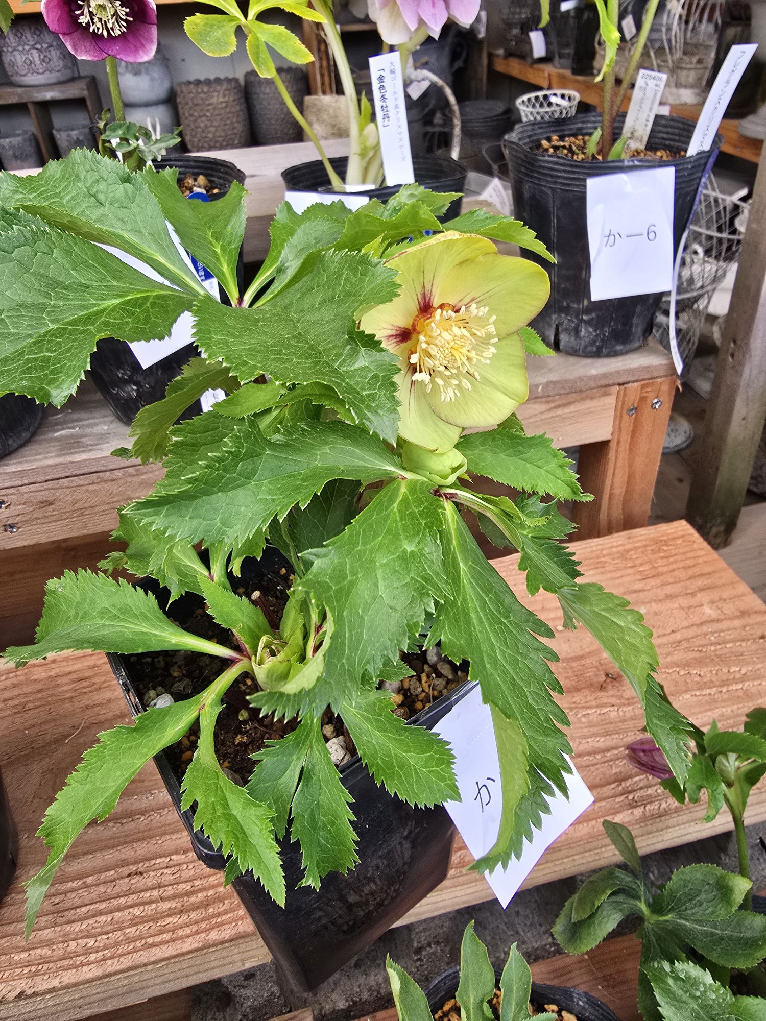 2026年1月5日クリスマスローズ花通販か-1〜か-10 | Kanekyu金久は