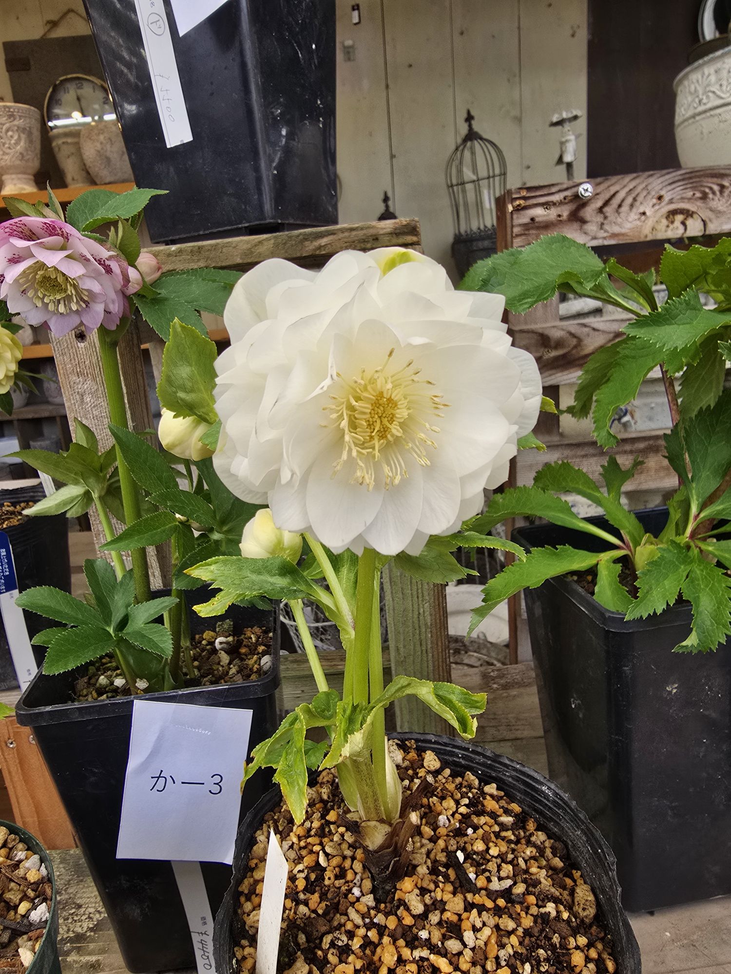 2026年1月5日クリスマスローズ花通販か-1〜か-10 | Kanekyu金久は