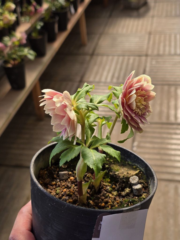 2026年2月23日クリスマスローズ花通販ひ1-ひ10 | Kanekyu金久は、大阪