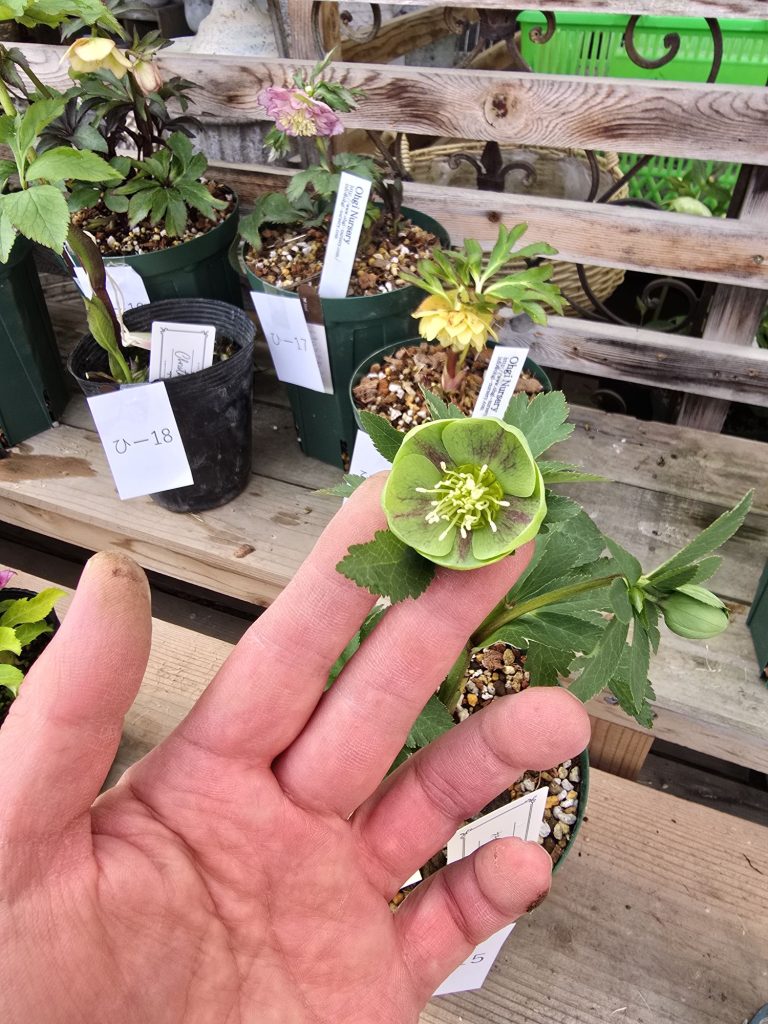 2026年2月23日クリスマスローズ花通販ひ11-ひ22 | Kanekyu金久は、大阪