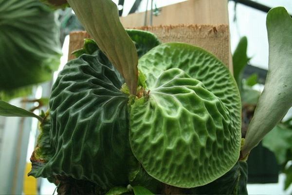 Platycerium madagascariense／プラティケリウム・マダガスカリエンセ