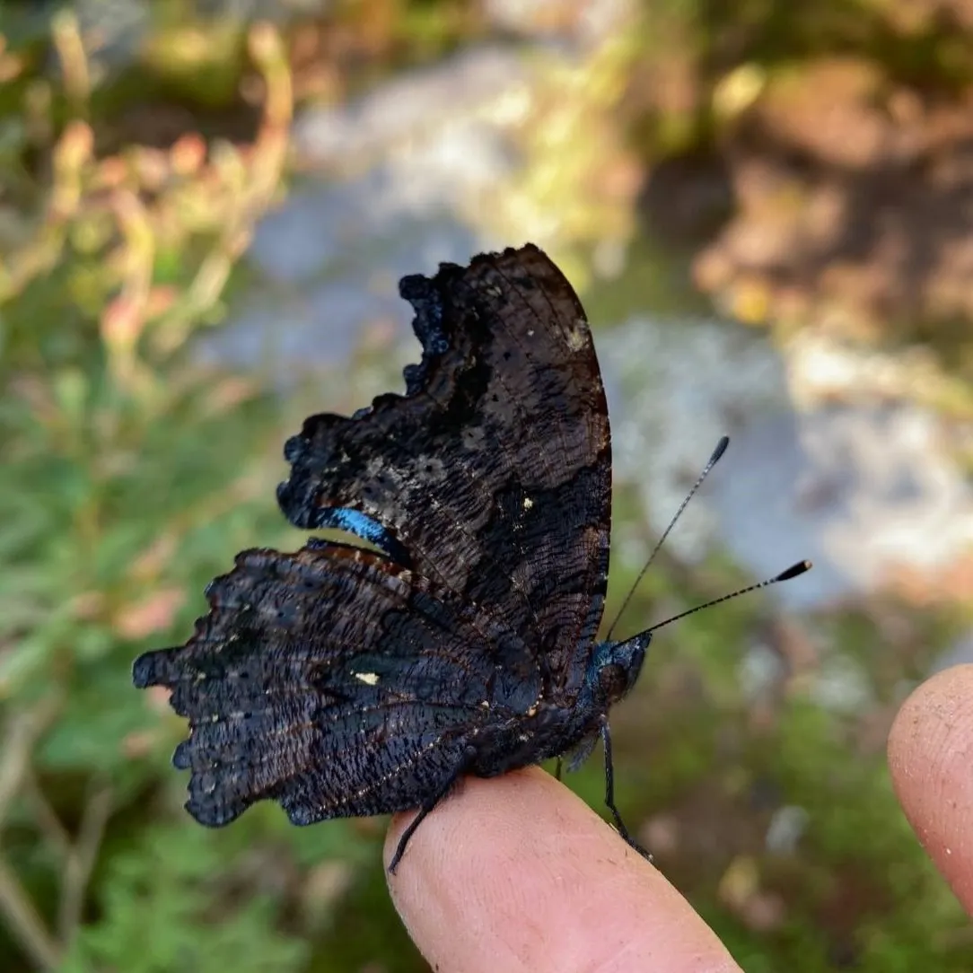 ルリタテハ | 里山のおはなし｜叶 匠壽庵 | ホームページ