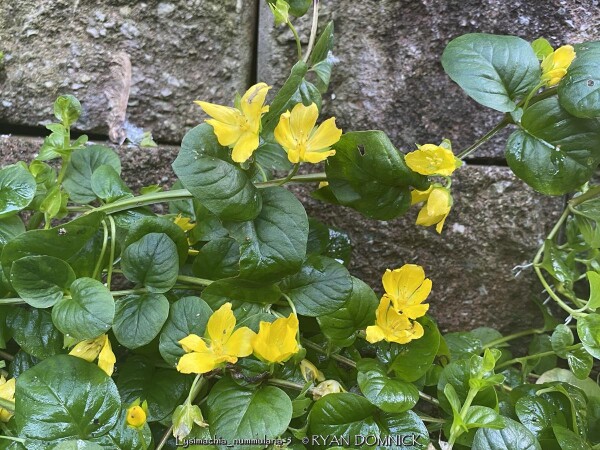 Kansas Plant Farm - Buy from over 500 varieties of plants in