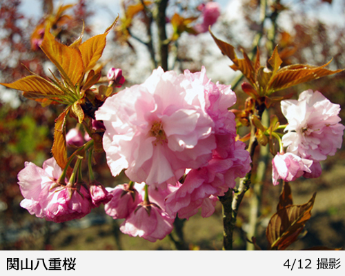 サクラ(桜) 関山八重桜(カンザンヤエザクラ)地掘大苗 - 果樹苗・大苗
