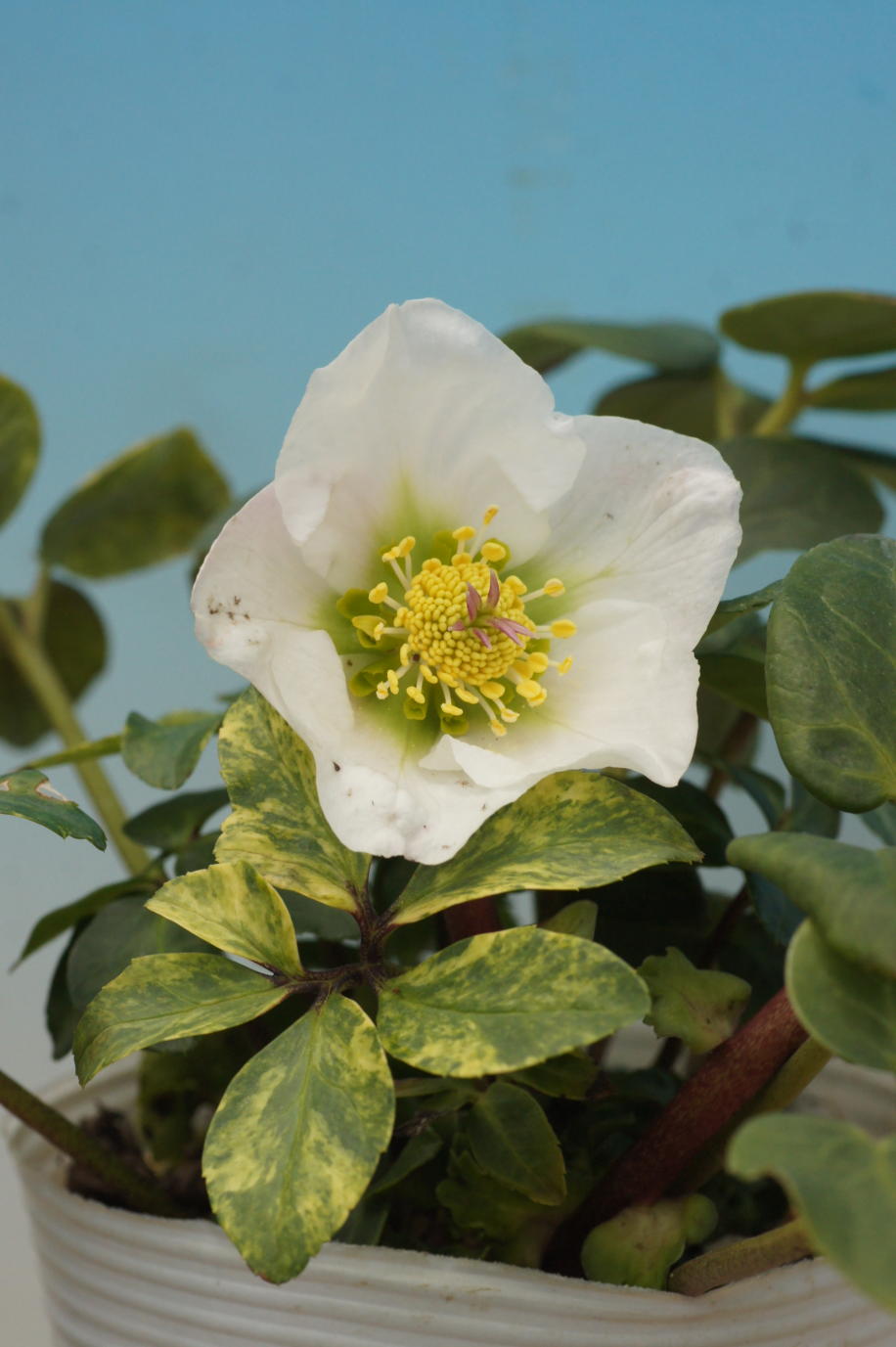 謙信様ご購入苗㉖-305㉖-317クリスマスローズ 謙信様ご購入苗㉖-305㉖