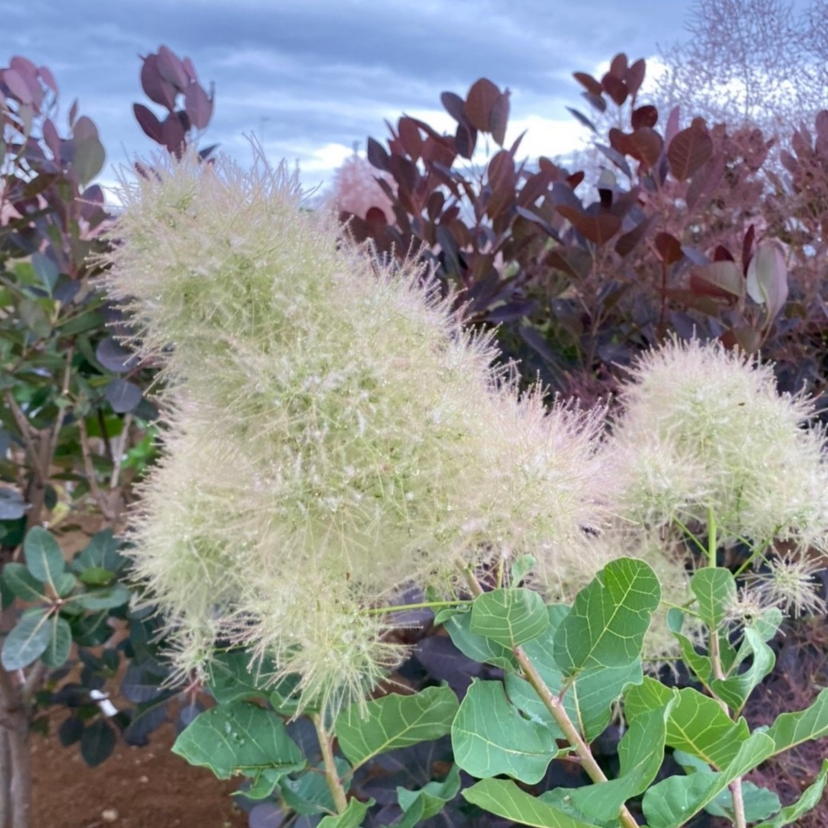 スモークツリー・スノーパフ 9cmポット苗 - Web-Garden 花光園