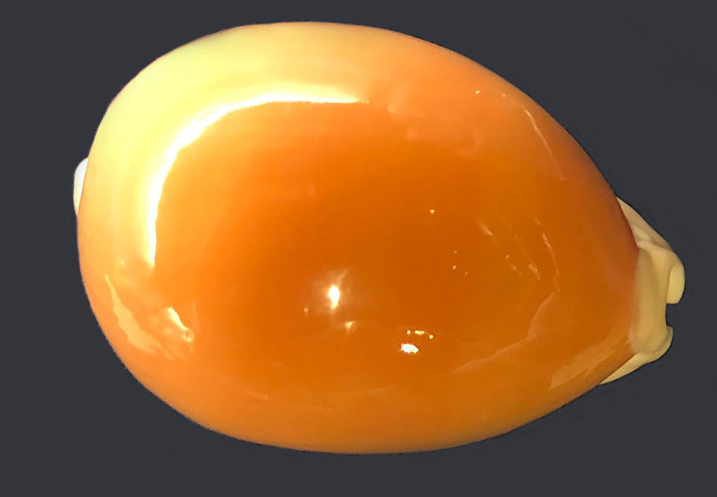 ナンヨウダカラ | 貝の図鑑