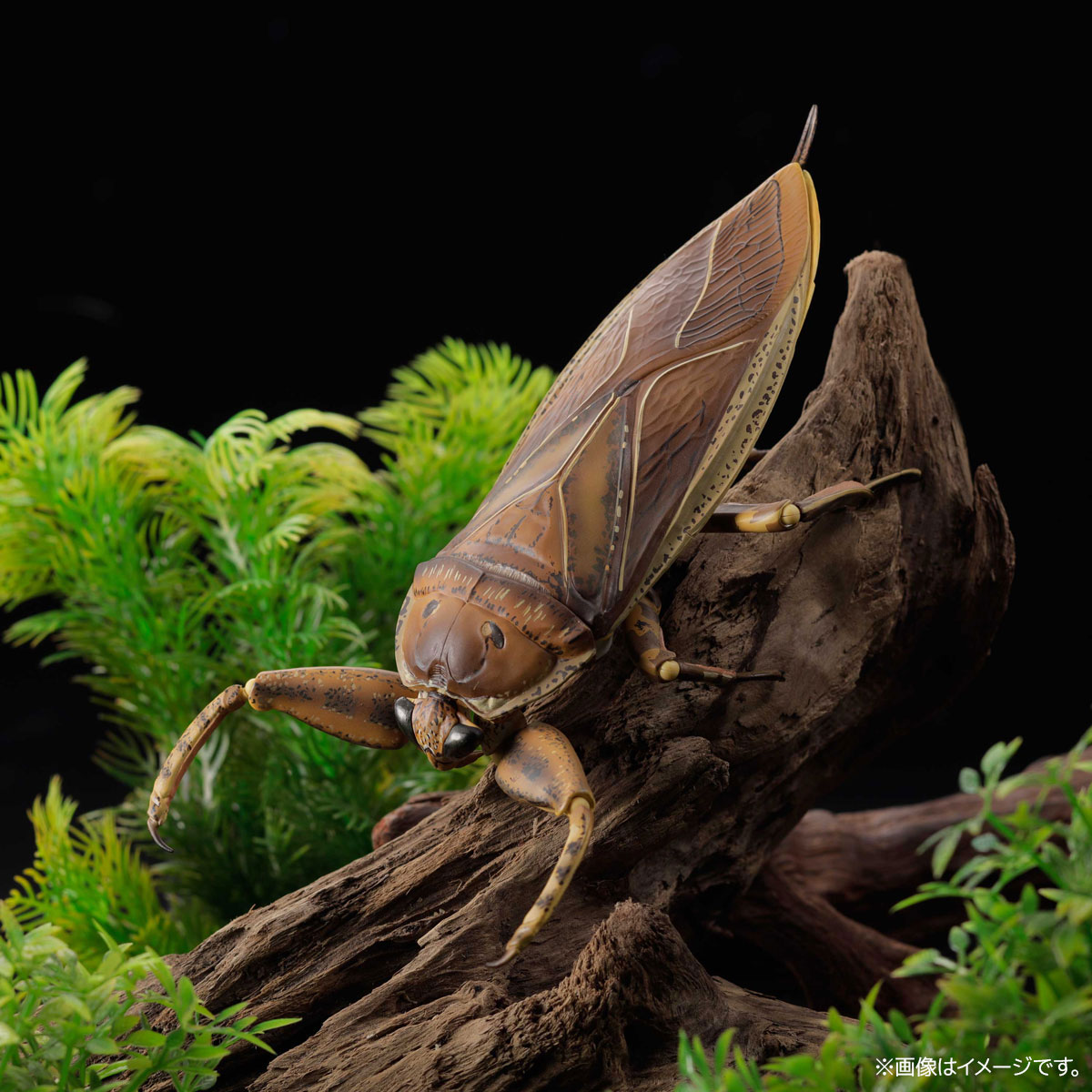 RG005 リボジオ タガメ｜リボジオ｜海洋堂