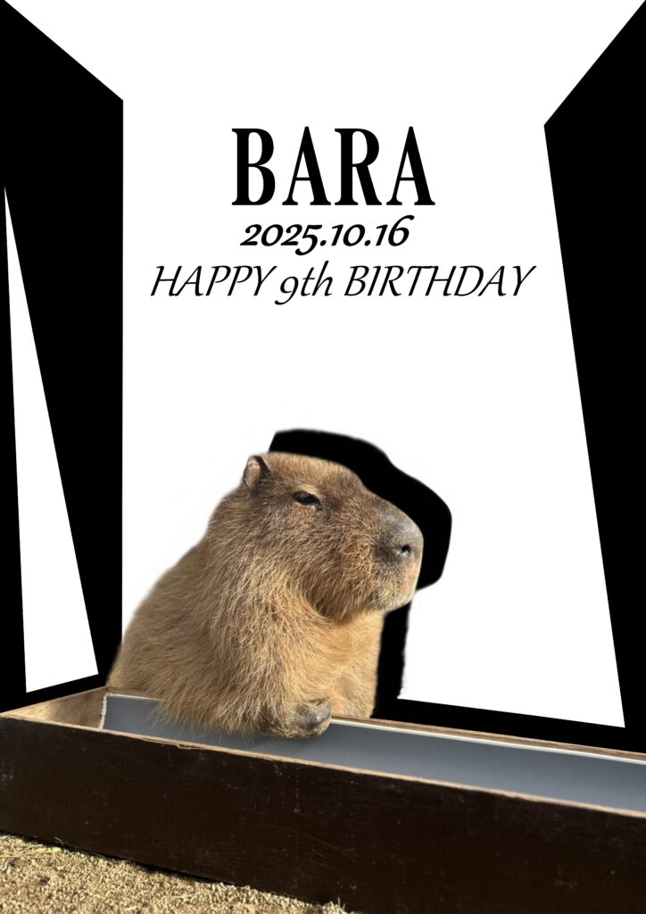 桂浜水族館インフォメーション】カピバラ「バァラ」のお誕生日