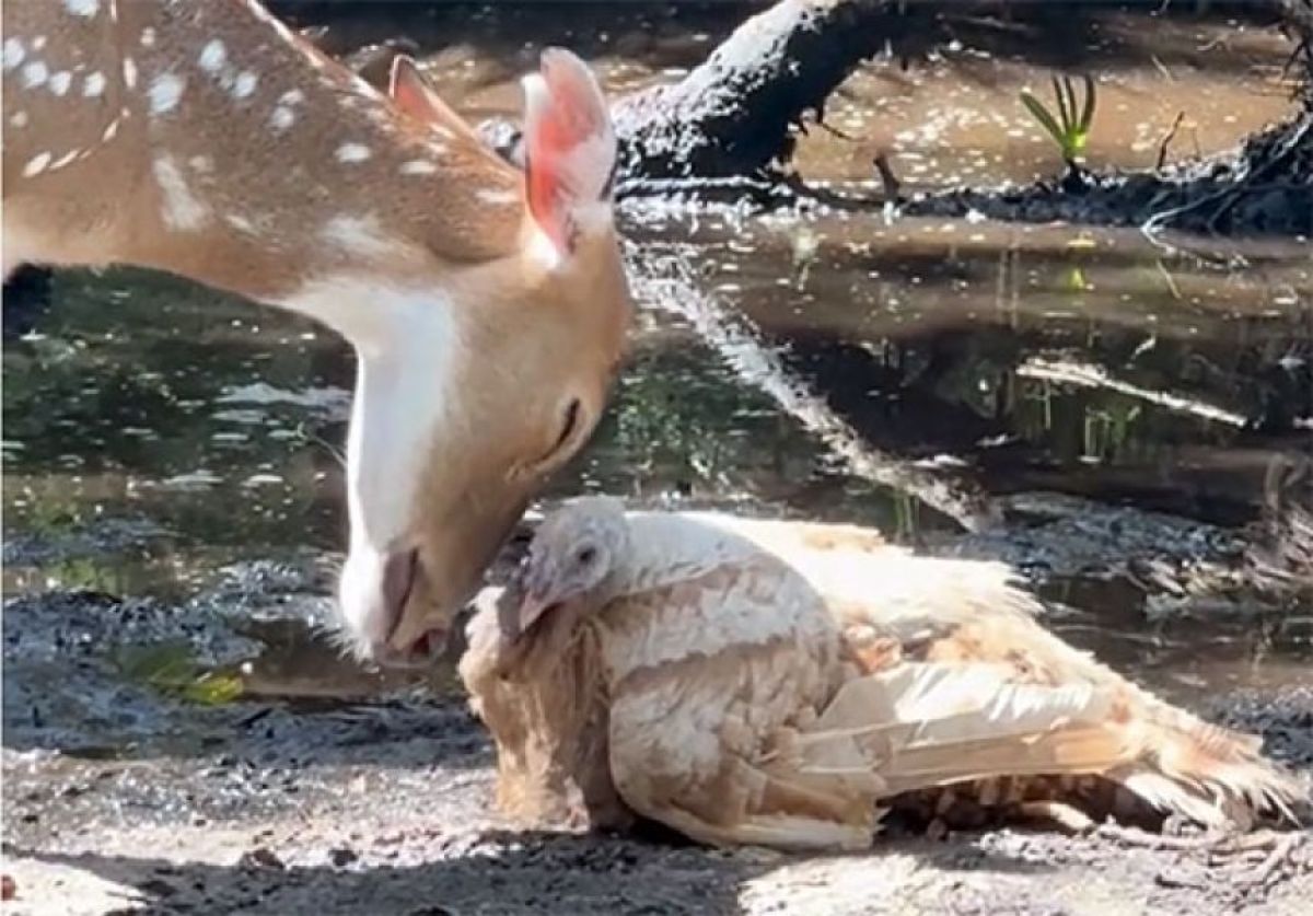 鹿と七面鳥に芽生えた尊い絆。常に寄り添いお互いをいたわるやさしい