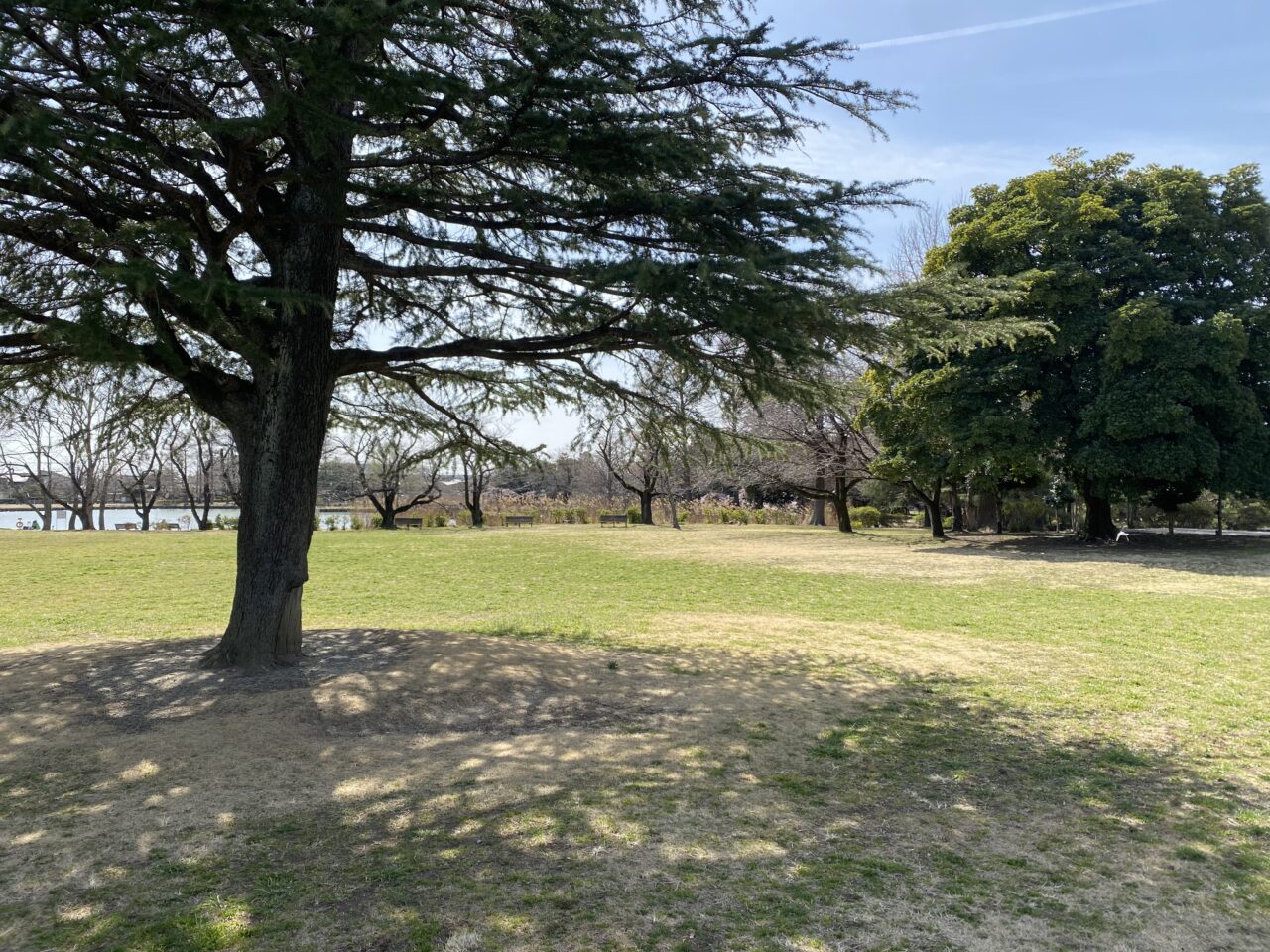 行田市】コミュニティセンターと水城公園で3月30日に「百花繚乱