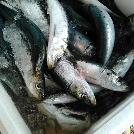 マイワシ ドレス (500g) 【冷凍】境港産 - かやの鮮魚店