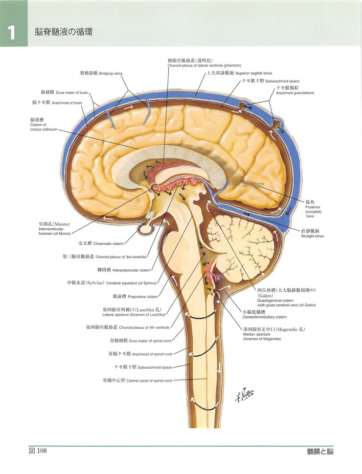 頭蓋仙骨療法について。｜名古屋のオステオパシー専門院 健和トータルケア