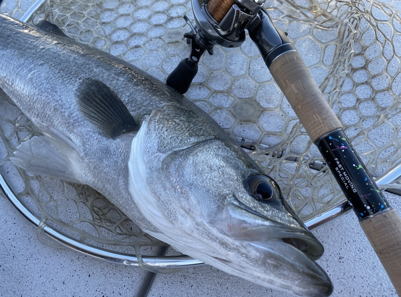 シマノテスト！feat.イヨケンさん！ - 黒田健史の「いろはにほへと」