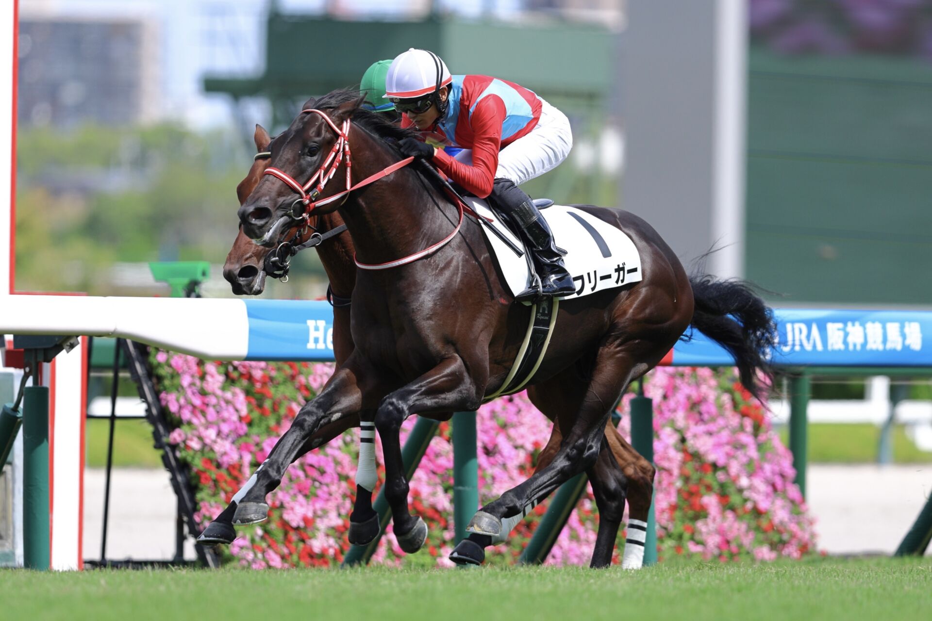 新馬/阪神5R】コントレイル産駒 フリーガーがデビューV…3億円ホースの