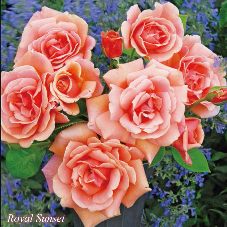 ロイヤル サンセット（CL）(Royal Sunset) - バラのWEBカタログ - 京阪