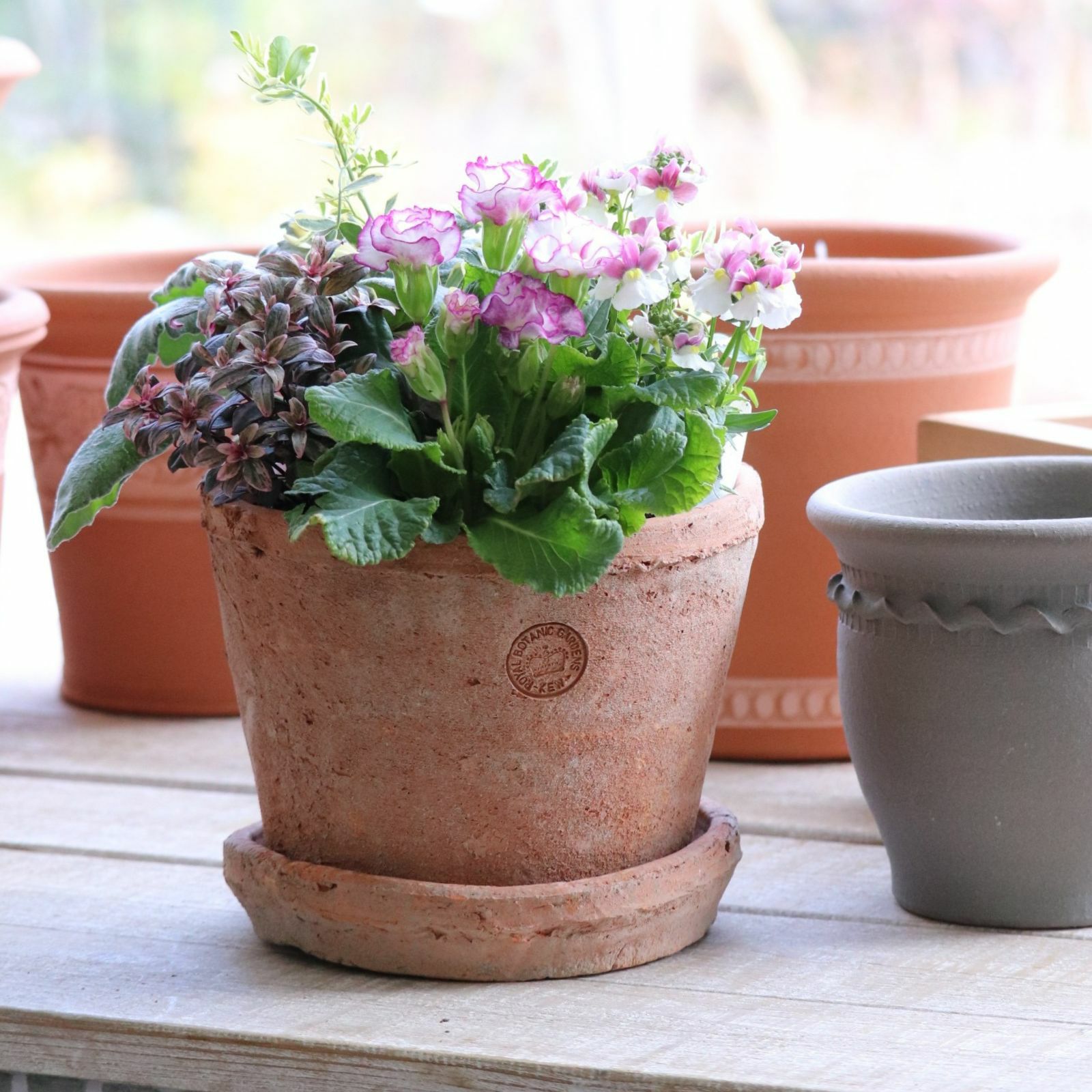 HGCフロスティ]クリスマスローズ苗(2510ch) | バラと庭あそび京阪園芸