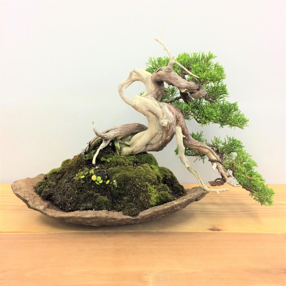 盆栽 真柏/盆栽、多肉植物、塊根植物、観葉植物通販/KIDORI -キドリ-