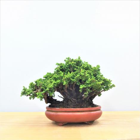 盆栽 真柏/盆栽、多肉植物、塊根植物、観葉植物通販/KIDORI -キドリ-