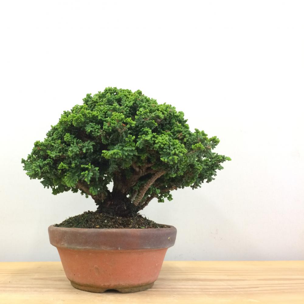 盆栽 石化桧 no.3/盆栽、多肉植物、塊根植物、観葉植物通販/KIDORI