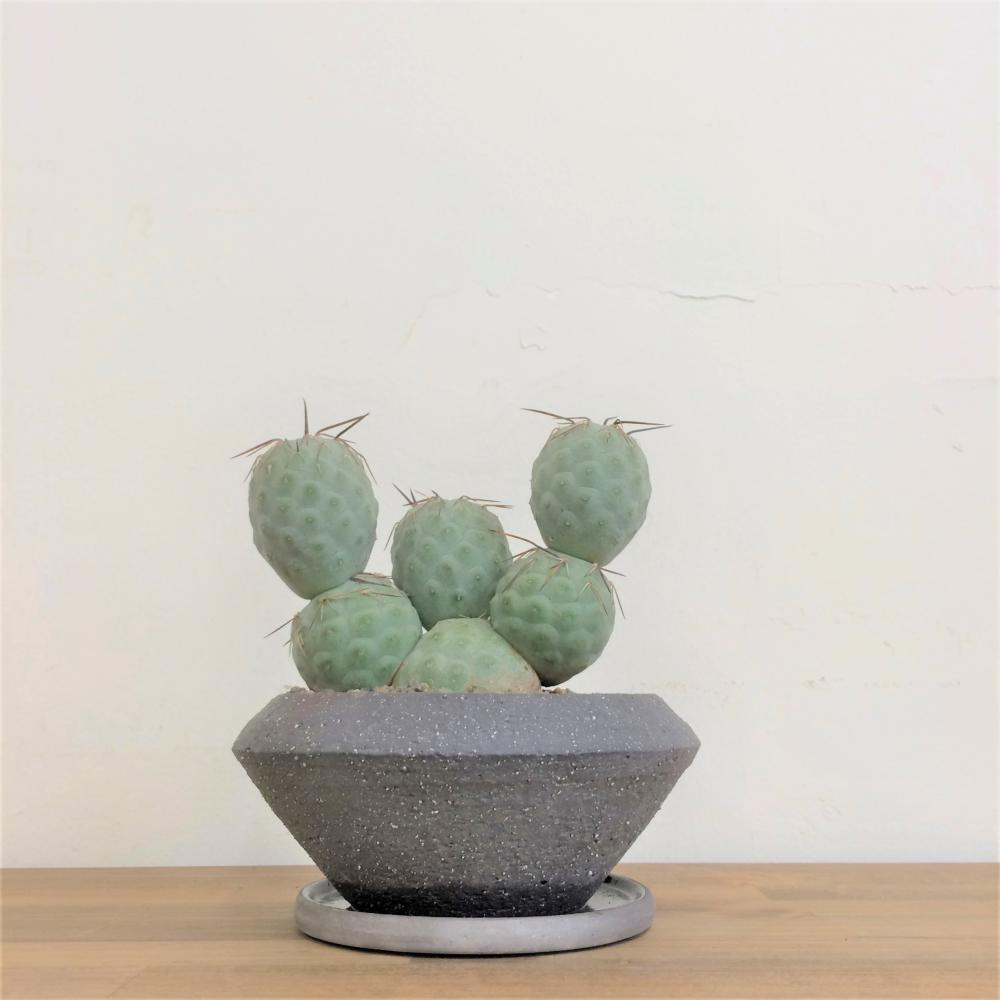 テフロカクタス ゲオメトリクス/盆栽、多肉植物、塊根植物、観葉植物