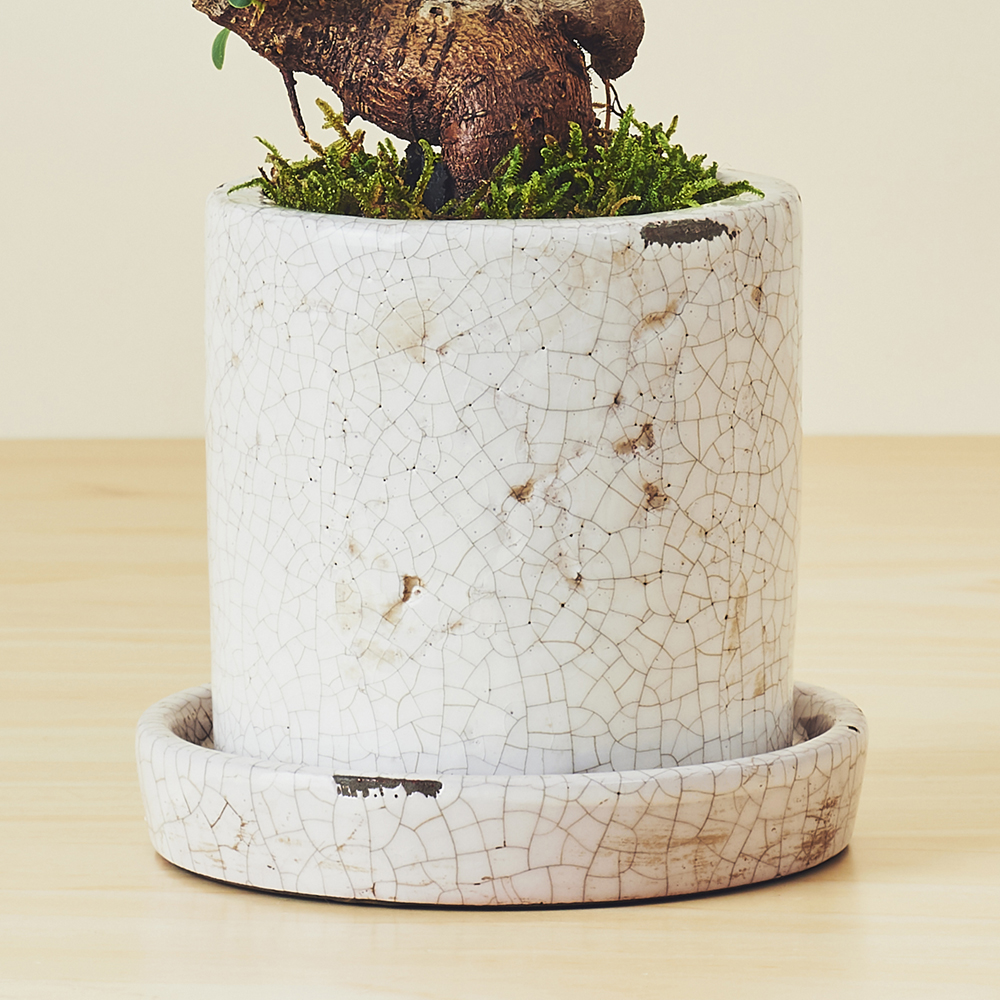 ガジュマルS/盆栽、多肉植物、塊根植物、観葉植物通販/KIDORI -キドリ-