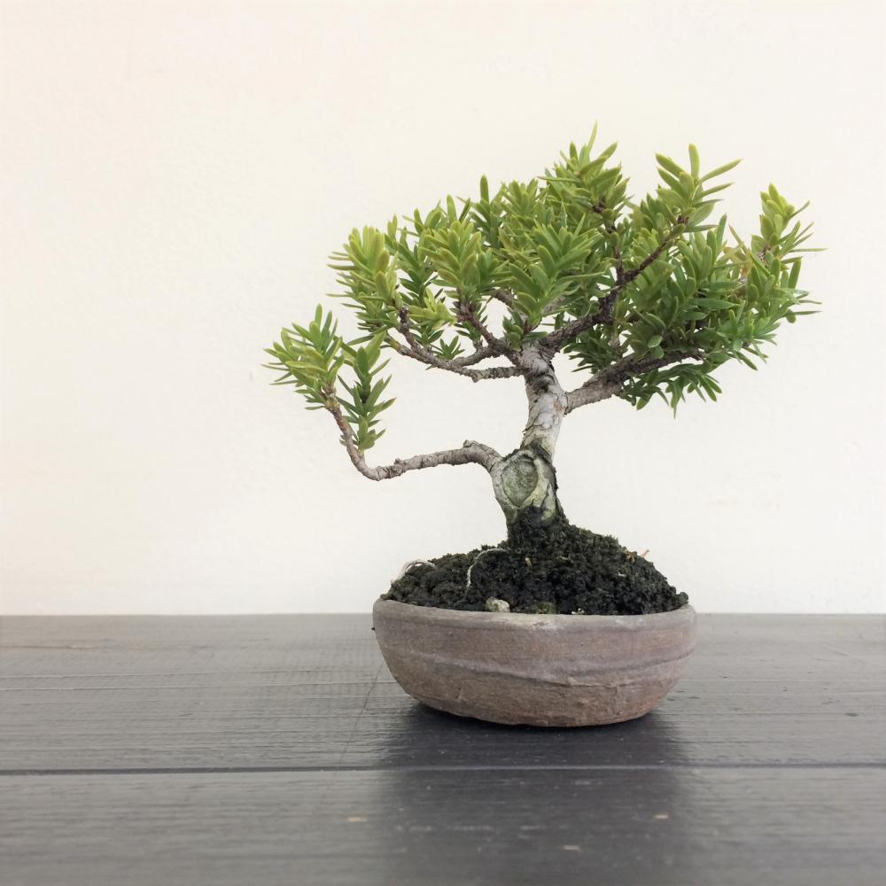 盆栽 一位 -イチイ-/盆栽、多肉植物、塊根植物、観葉植物通販/KIDORI