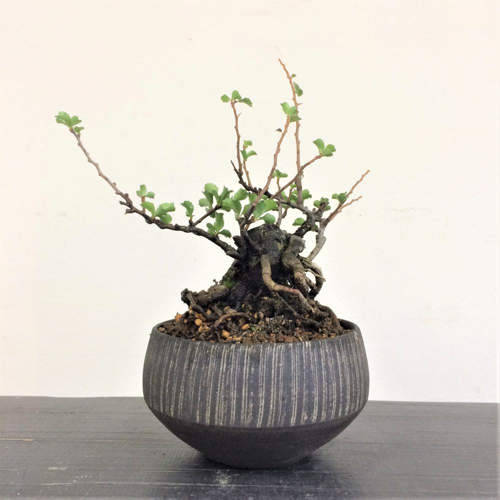 長寿梅・チョウジュバイ/盆栽、多肉植物、塊根植物、観葉植物通販