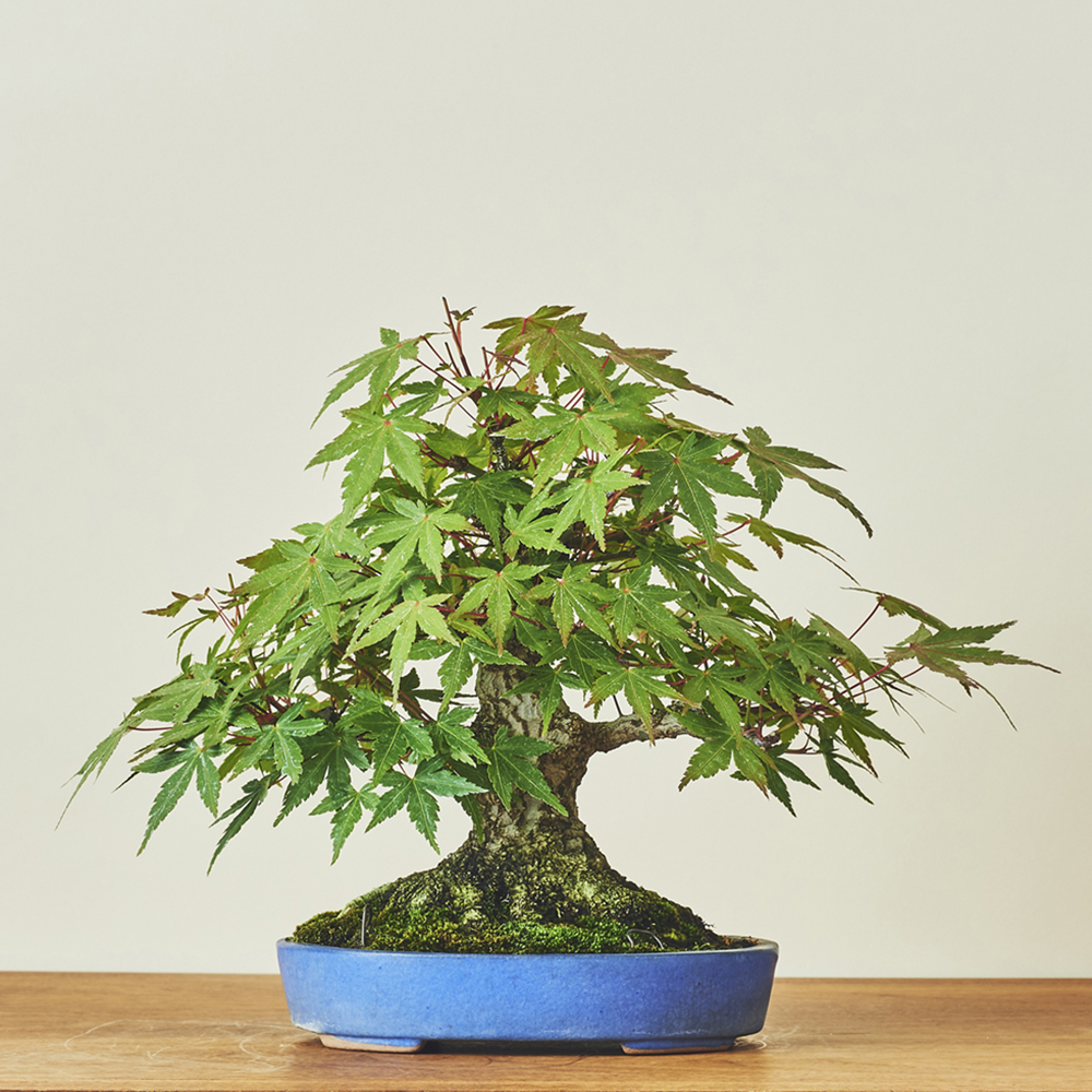 山紅葉（ヤマモミジ） / 盆栽、多肉植物、塊根植物、観葉植物通販