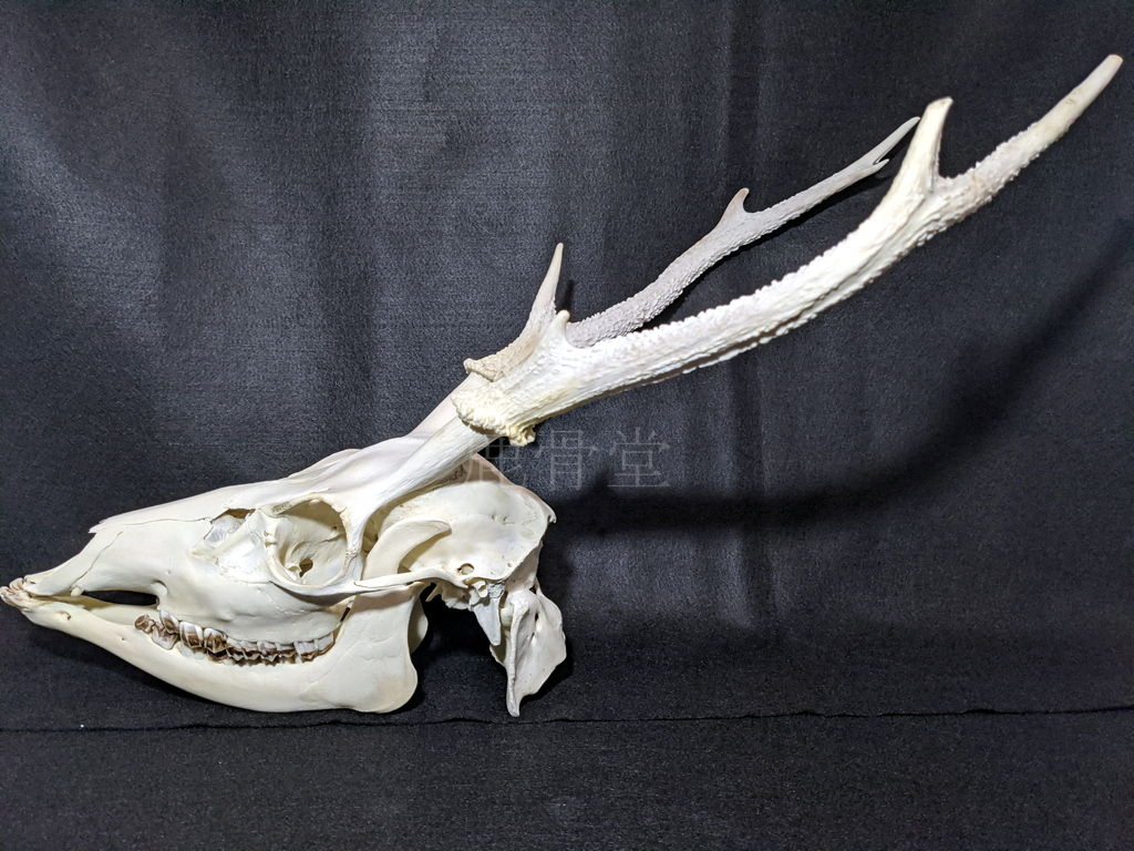 鹿の骨格標本出品してます | 気まぐれハンター日記