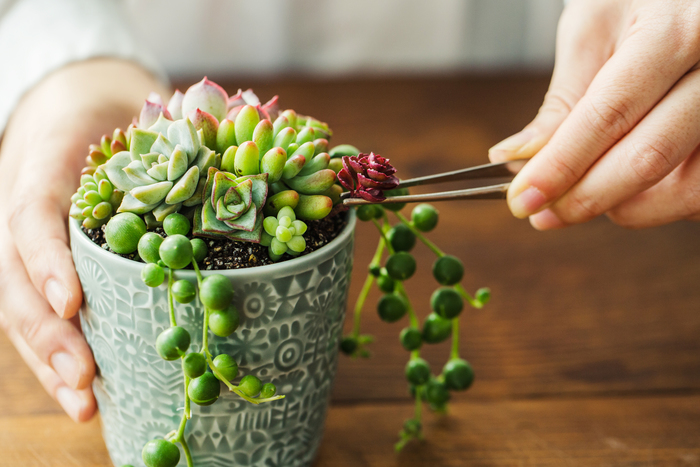 連載】GreenSnap×キナリノ「グリーンや花をもっと身近に 」Vol.3 多肉