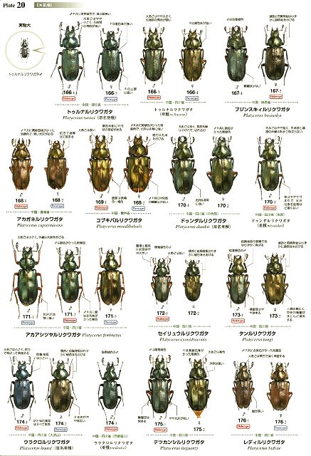 世界のクワガタムシ大図鑑 -むし社- ◇即納 送料無料