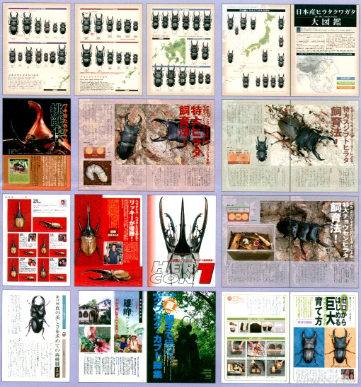 ビークワ15号（BE・KUWA） 日本のヒラタクワガタ大特集