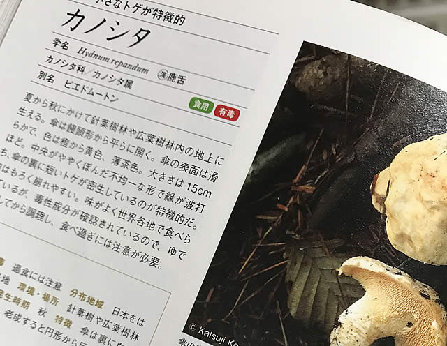 きのこ検定対策その3「試験に出る意外に毒？意外に可食？なキノコたち