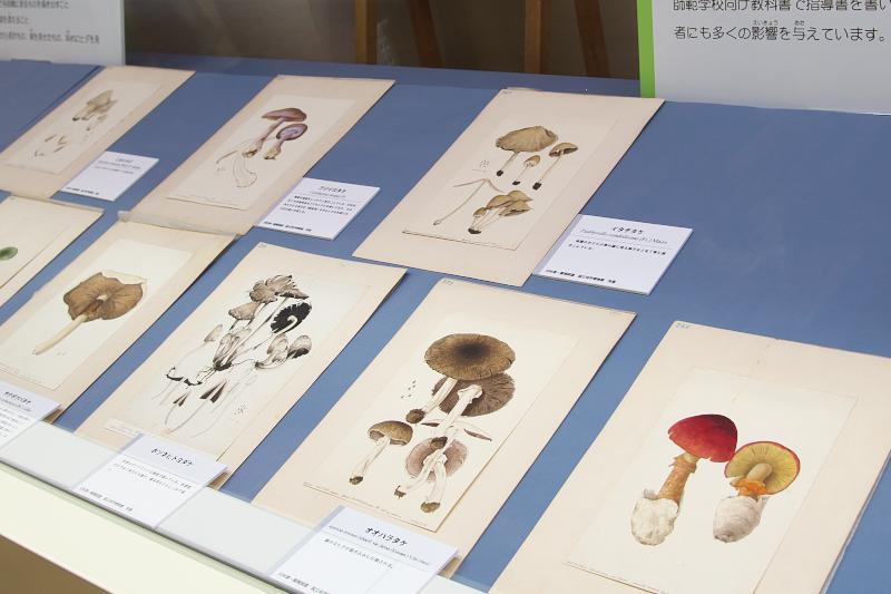 きのこ！キノコ！木の子！ ～きのこから眺める自然と暮らし～」（その