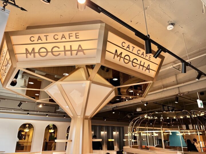 吉祥寺に新オープン「猫カフェMOCHA」おしゃれな空間で”触れ合い”以外