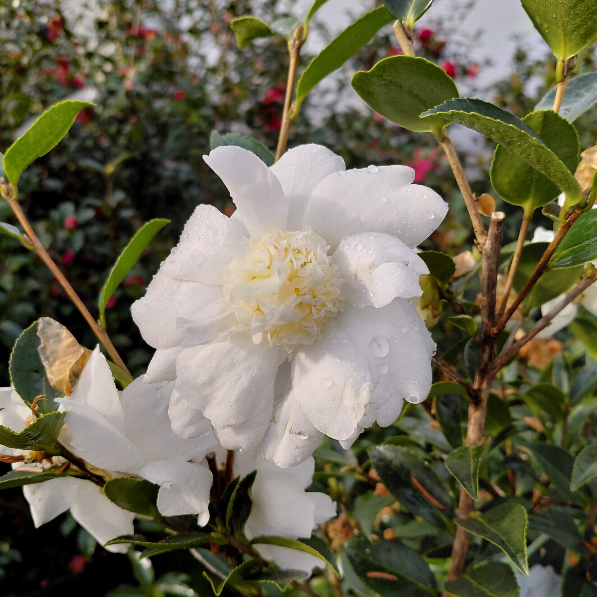 Camellia x 'Winter's Snowman' - Kiefer Nursery: Trees, Shrubs