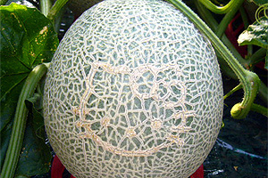 ハローキティふらのメロン(秀品 1.6～1.8kg×1玉) | 吉粋(きっすい