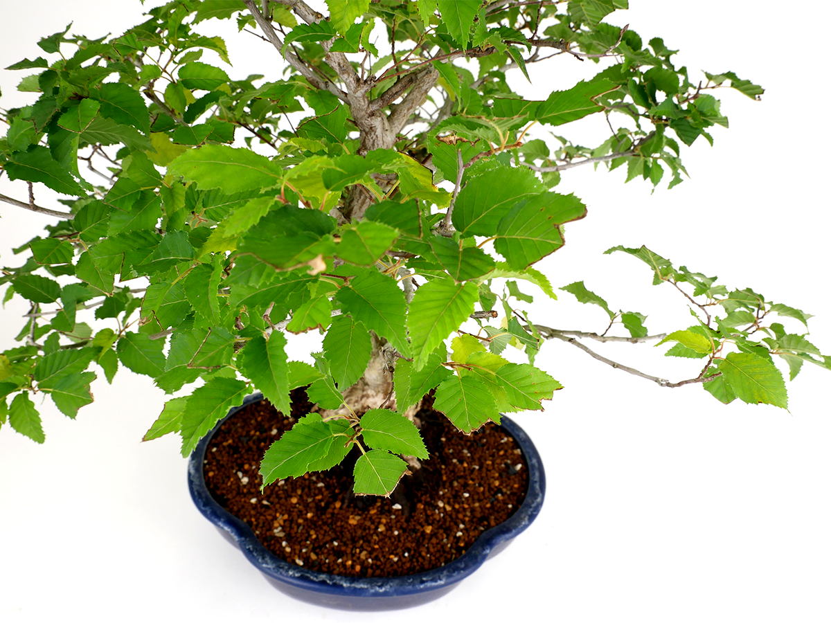 2407-1703 | 北関東盆栽組合