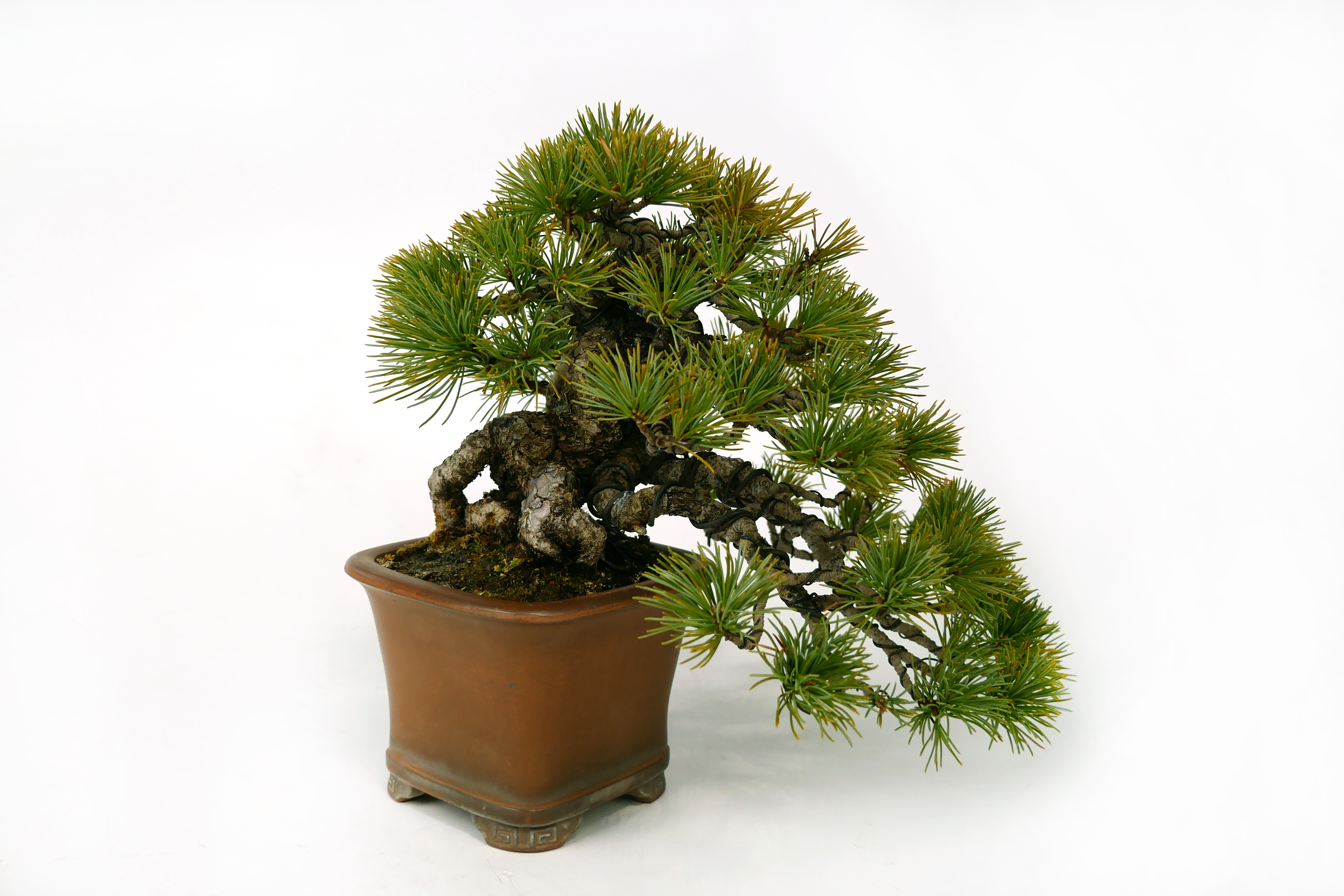 2501-3702 | 北関東盆栽組合