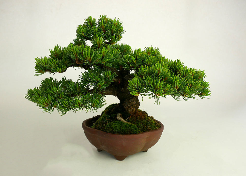 2105-1205 | 北関東盆栽組合