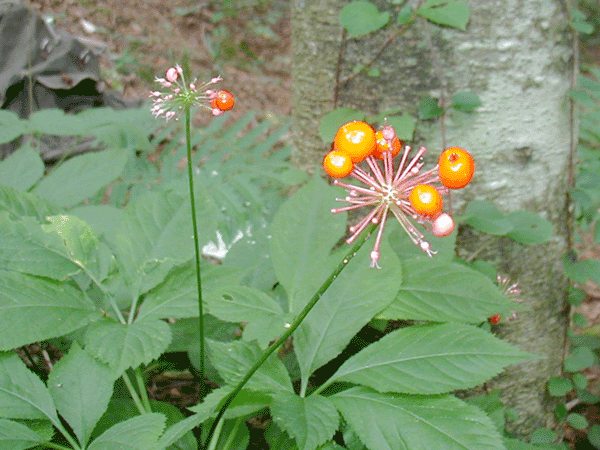 トチバニンジン/チクセツニンジン 苗（中） 1本 - 北の山菜Web3号店